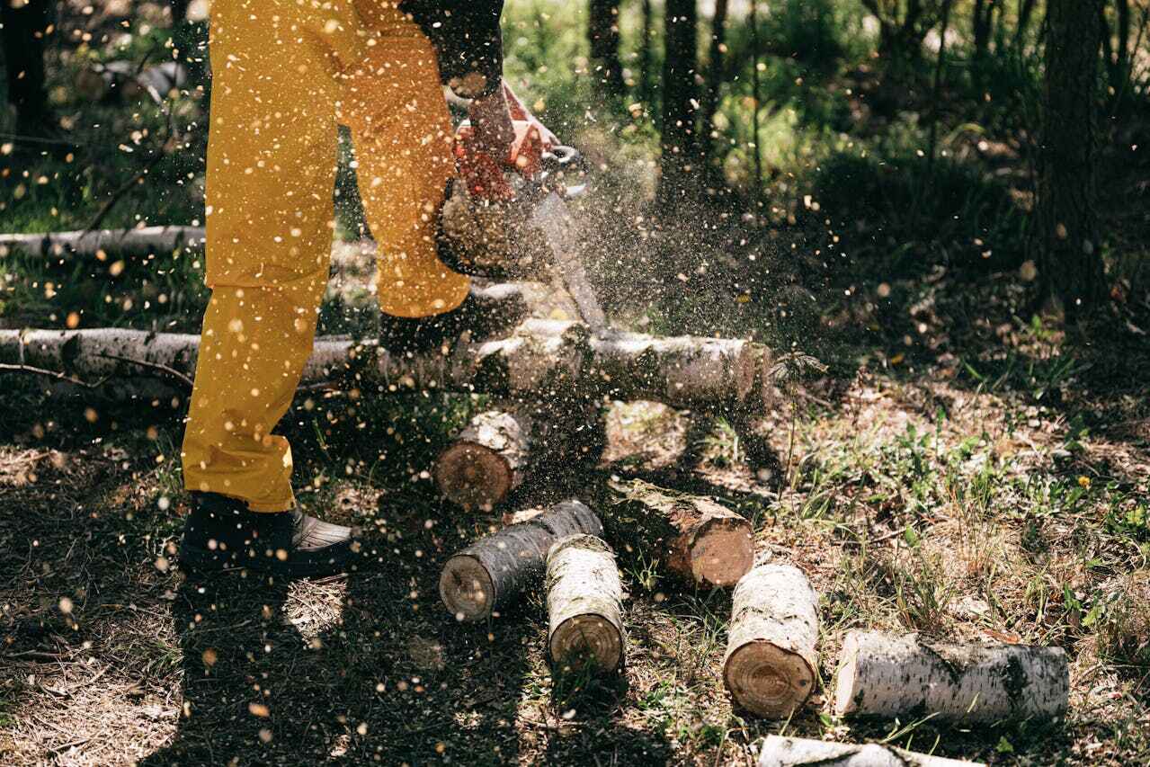 The Steps Involved in Our Tree Care Process in Brownville, NJ